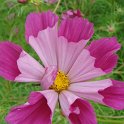 Cosmos bipinnatus 'Pipper Red' fleur